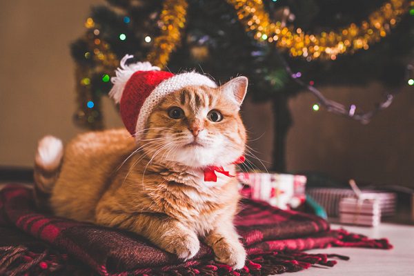 Gato laranja com chapéu de Natal e gravata borboleta vermelha deitado sob árvore de Natal com presentes